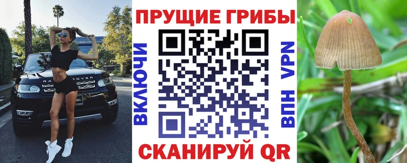 цена наркотик  Калуга  Псилоцибиновые грибы Cubensis 